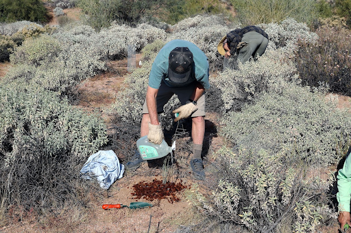 Milkweed watering at Rattlesnake Cove