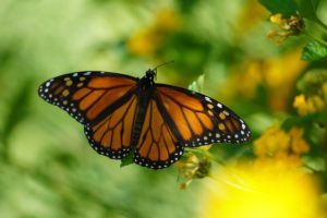 Monarch Joint Venture representatives visit Cave Creek District Milkweed Sites