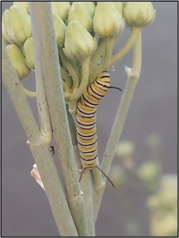 Larva feeding on milkweed