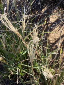 Plant ID - Feather Fingergrass