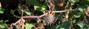 Plant ID - Sacred Datura