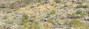 Superstition Mountains from Jacobs Crosscut Trail